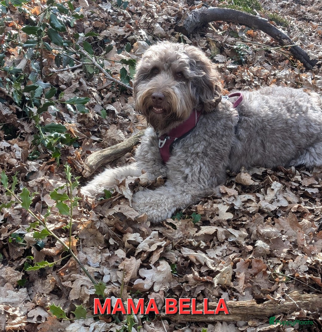 Labradoodle honden te koop: Zwarte medium labradoodles (nog 3 beschikbaar) - Advertentie 2