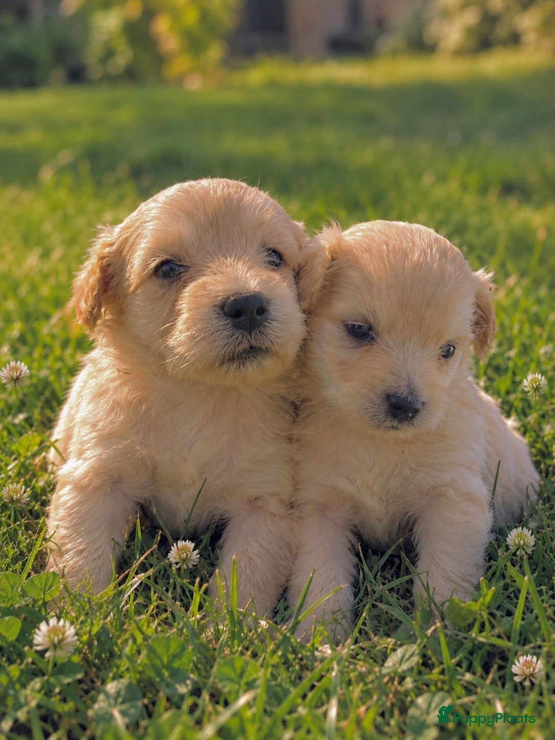 Kruising honden ⭐️unieke blonde kleur⭐️ 🐾dwergteckel X maltezer🐾 - Advertentie 11