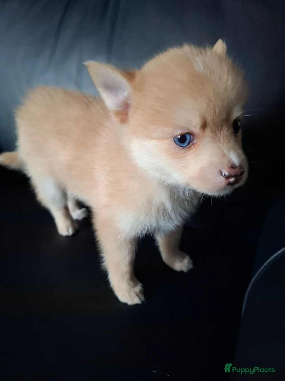 Pomsky honden te koop: Pomeriaan pomsky pups - Advertentie 20