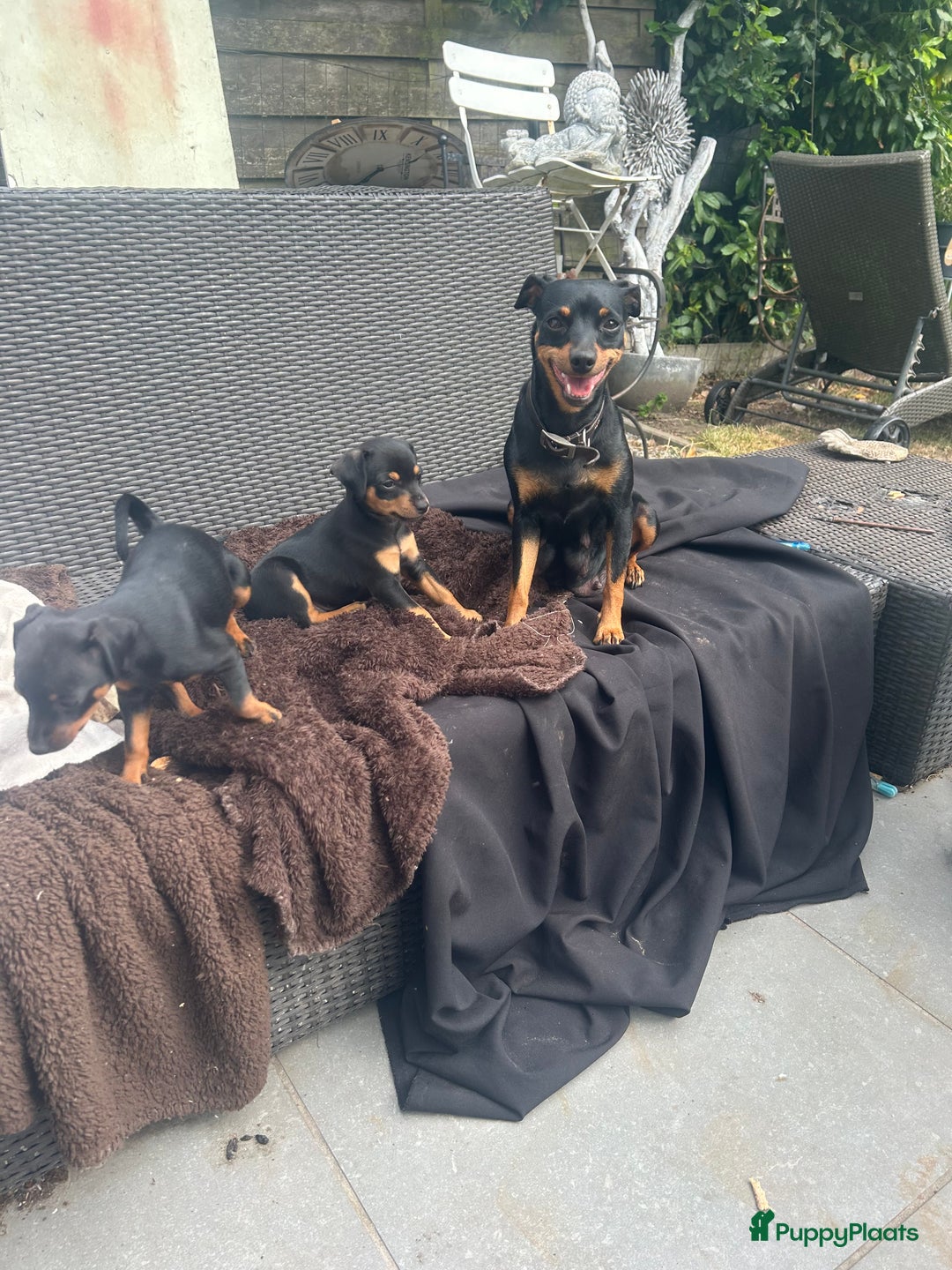 Dwergpinscher honden te koop: Dwergpinsher - Afbeelding 6