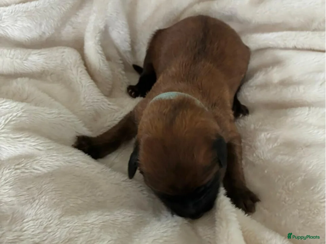 Catalaanse Herdershond honden te koop: 1e Baskische herder nestje van Nederland! - Advertentie 11
