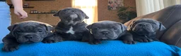 Old English Bulldog honden te koop: Super lieve Old English Bulldog pups - Advertentie 3