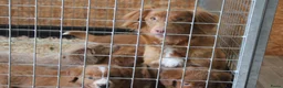 Nova Scotia Duck Tolling Retriever honden te koop: Mooie nova scotia duck tolling retriever pups  - Advertentie 1