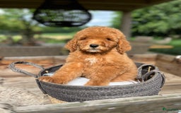 Labradoodle honden te koop: Labradoodle  - Afbeelding 4