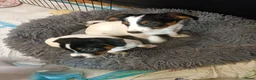 Jack Russel Terriër honden te koop: Lieve jack Russell pups te koop (2reutjes) - Advertentie 6