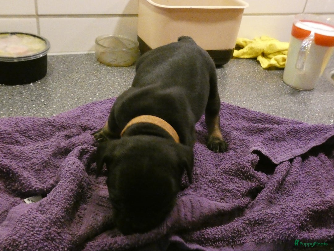 Franse Bulldog honden te koop: Fr bulldog puppy's uit geteste ouders - Advertentie 38