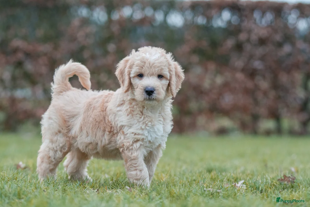 Labradoodle honden te koop: prachtige labradoodle x australian labradoodle - Advertentie 17