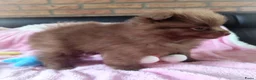 Pomeriaan honden te koop: Twee super schattige mini pomeranian puppys ! 🩷 - Advertentie 4