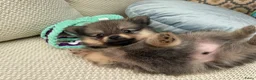 Pomeriaan honden te koop: Pomeriaan pup Merle, sable en black and tan - Advertentie 12