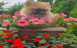 Pomeriaan honden te koop:  Te koop: Pomeranian pups met FCI-stamboom  - Afbeelding 1