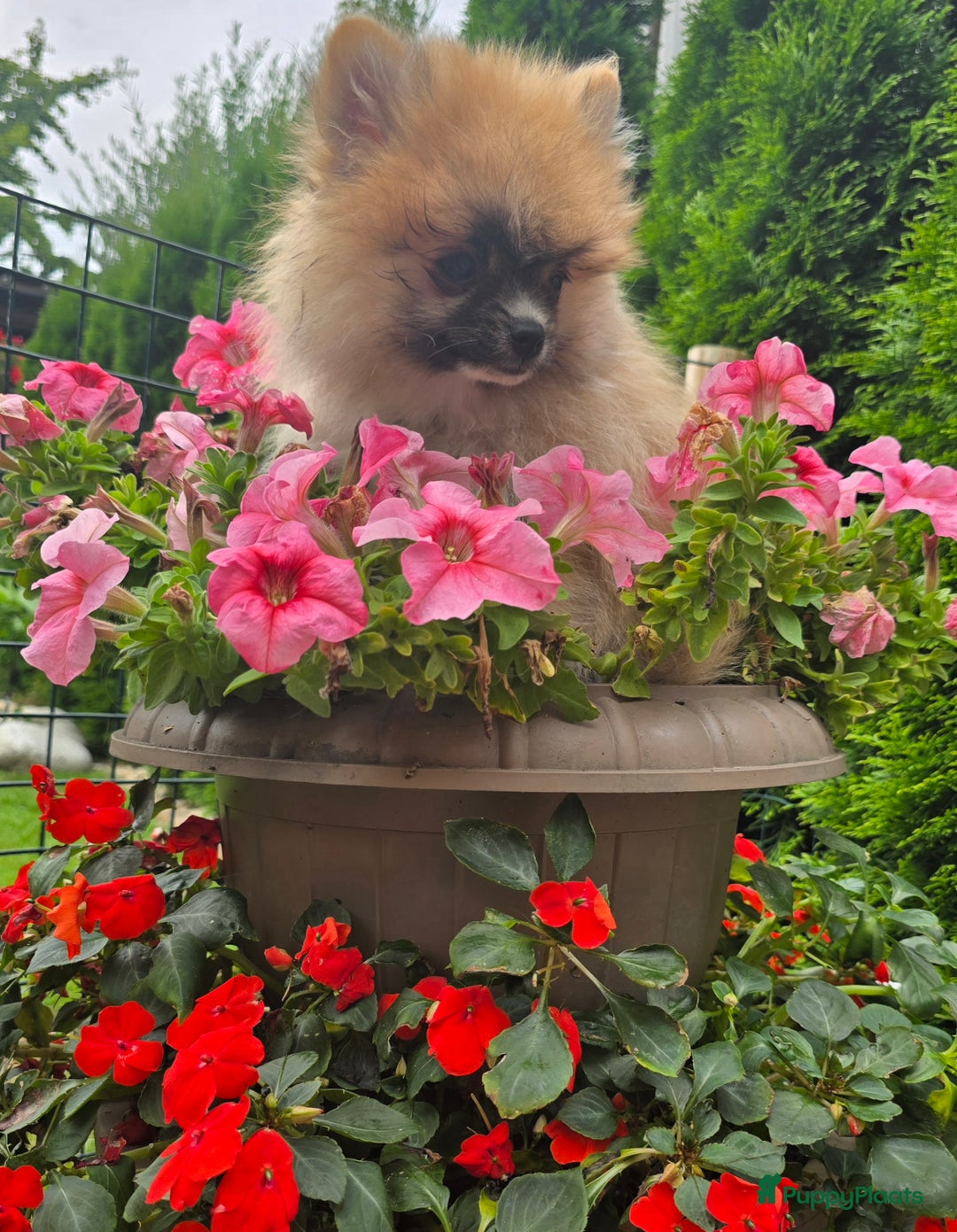 Pomeriaan honden te koop:  Te koop: Pomeranian pups met FCI-stamboom  - Afbeelding 1