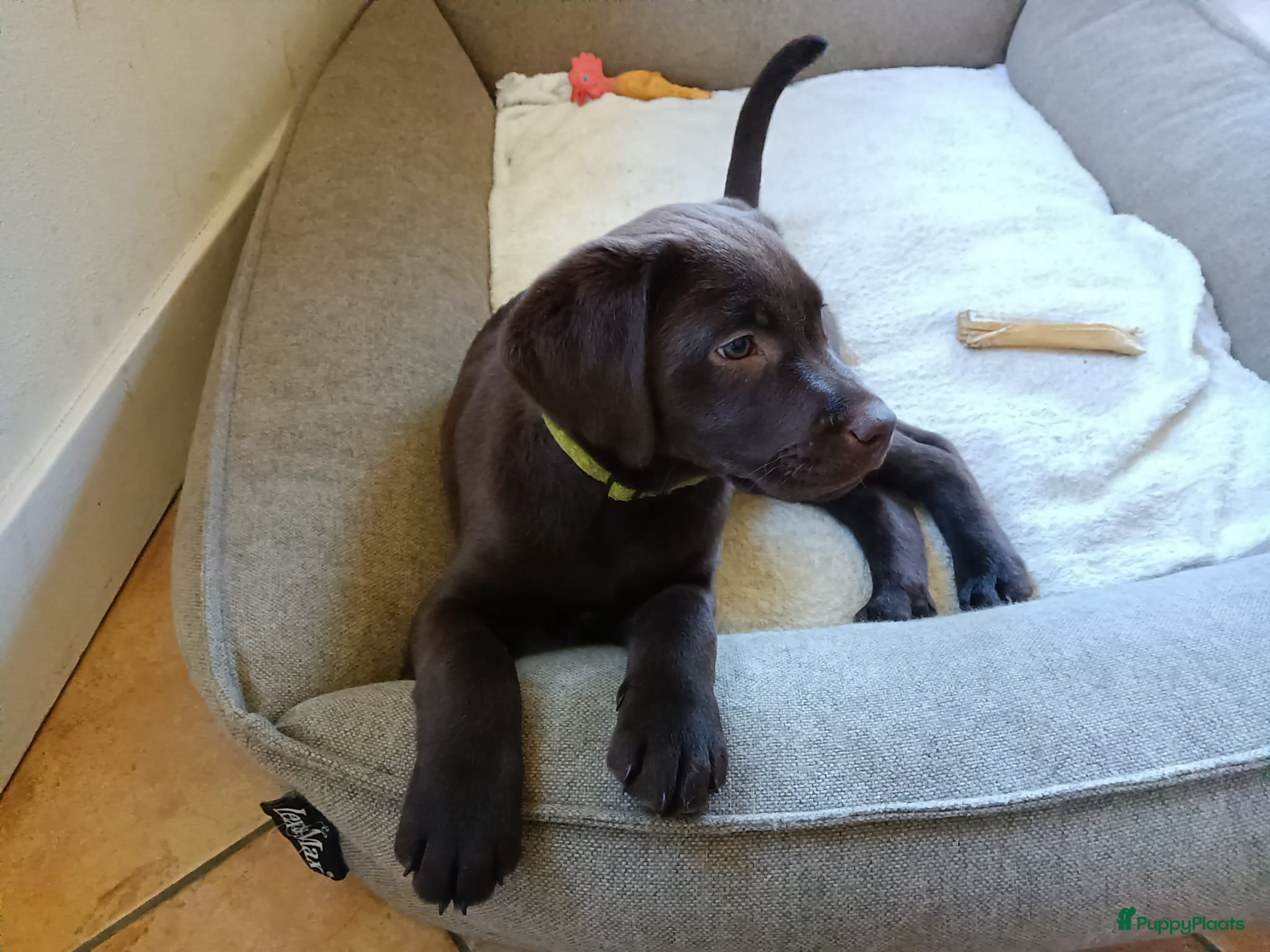 Labrador Retriever honden Mooie, lieve chocoladebruine pup - Advertentie 2