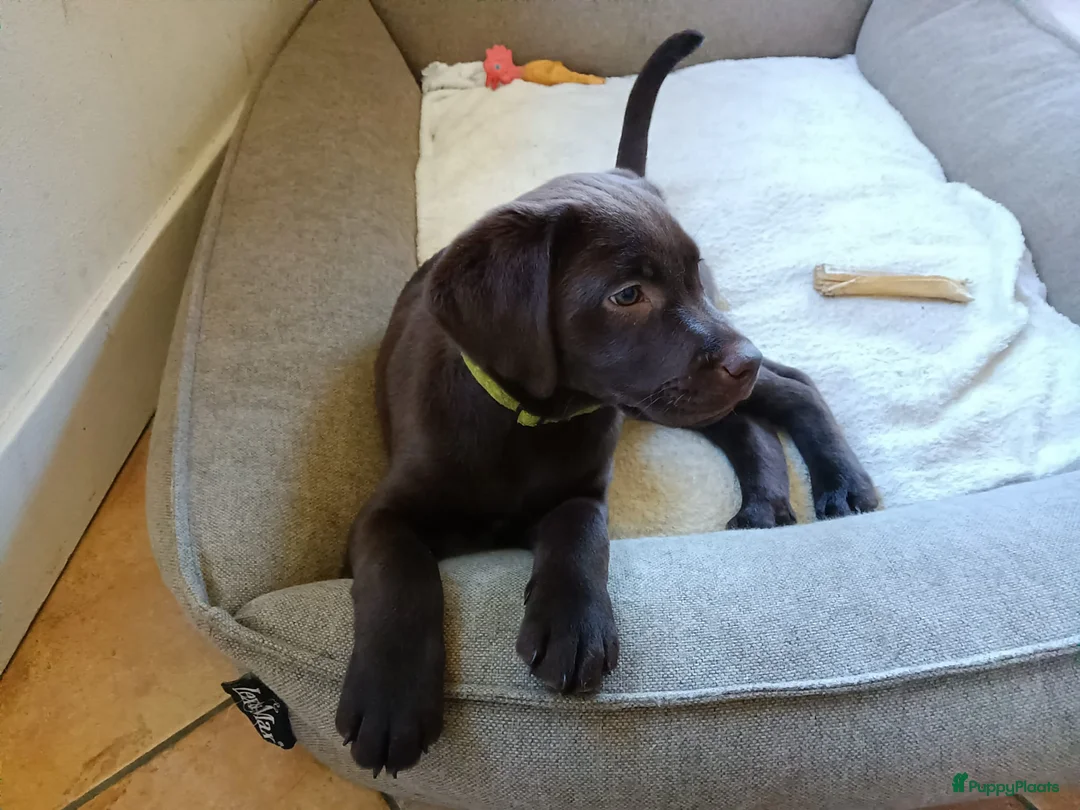 Labrador Retriever honden te koop: Mooie, lieve chocoladebruine pup - Advertentie 2
