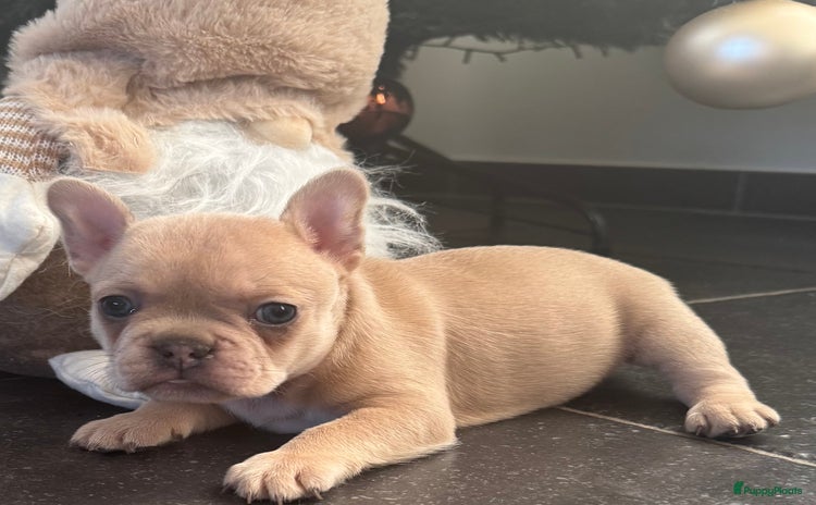 Franse Bulldog honden - Advertentie 2