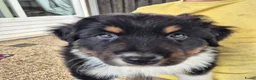 Australian Shepherd honden te koop: Nog 2 australian shepherd reutjes zoeken een thuis - Advertentie 32