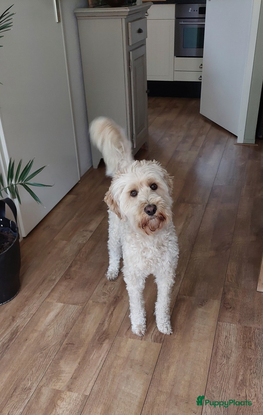 Labradoodle honden ter dekking: Kenzo Goldenirishdoodle DEKREU  - Advertentie 1