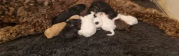 Australian Labradoodle honden te koop: Australian Labradoodle pups - Advertentie 5