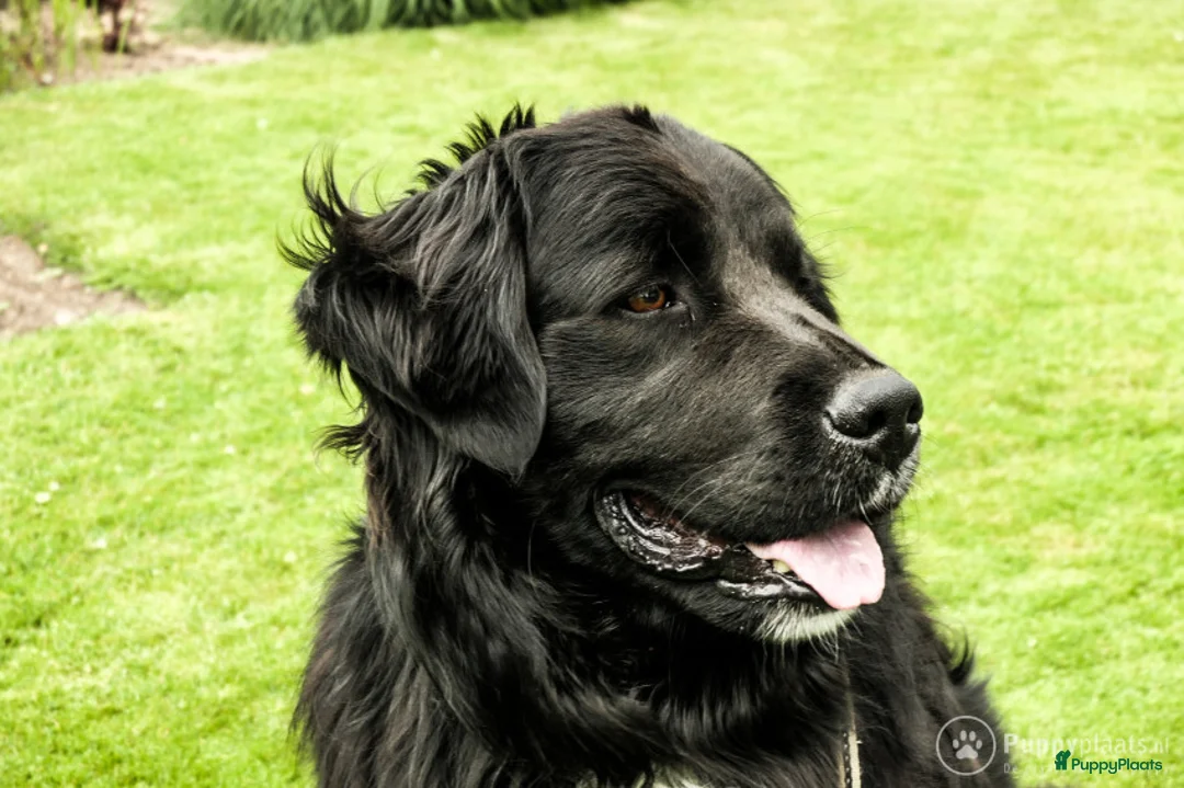 Kruising honden ter dekking: Dekreu |Boulab| Bernersennen x Golden retriever in Renswoude - Advertentie 4