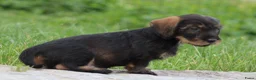 Ruwhaar Teckel honden te koop: Teckel pups ruwhaar - Advertentie 7