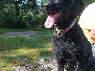 Kruising honden Het is bijna zover! - Advertentie 2