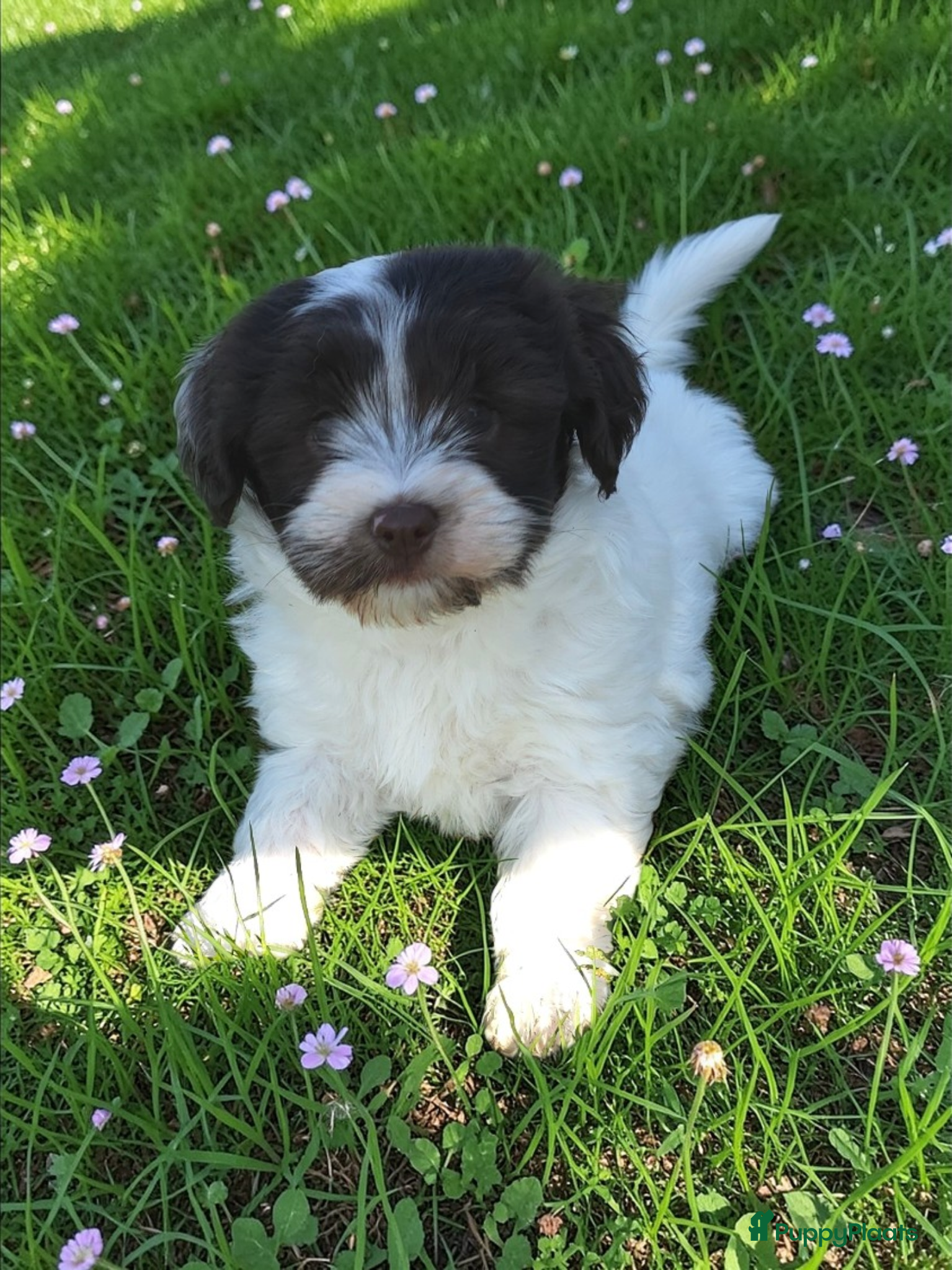 Havanezer honden te koop: Prachtig chocolade met wit reutje - Advertentie 2