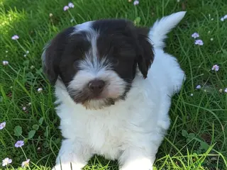 Havanezer honden te koop: Prachtig chocolade met wit reutje - Advertentie 2