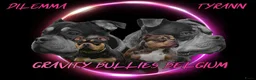 Amerikaanse Bully honden te koop: American Bully pocket pups verwacht  - Advertentie 33