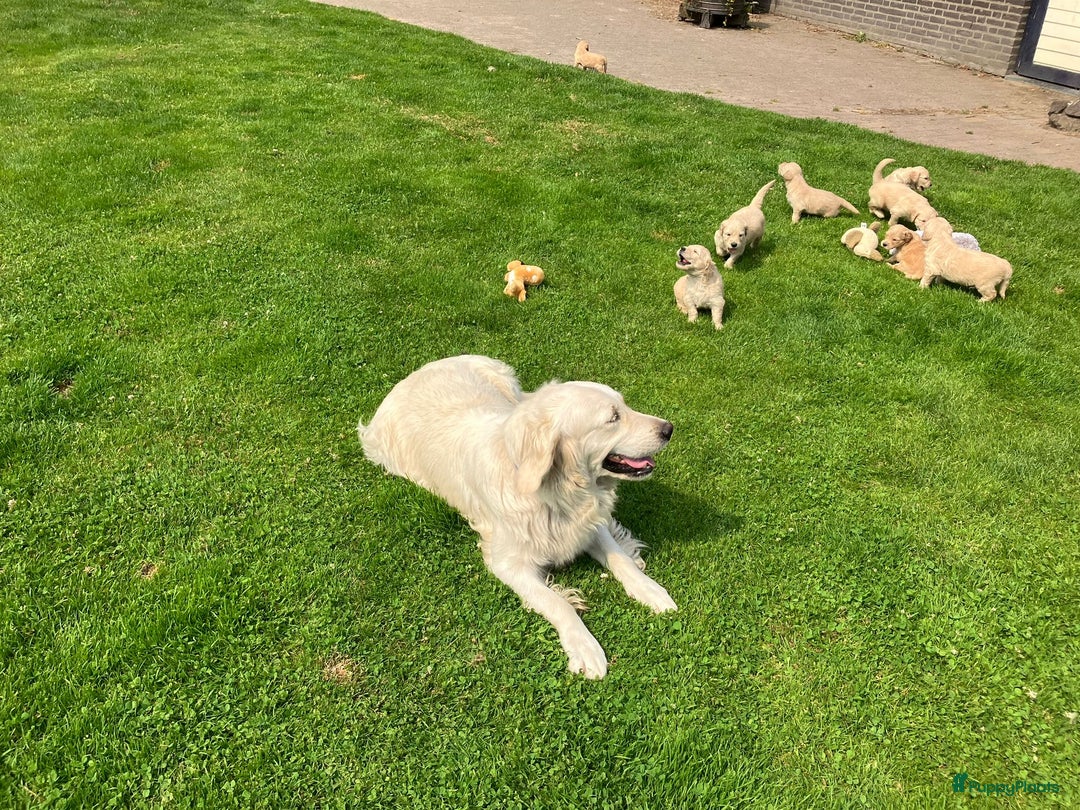 Goldendoodle honden te koop: F1 Goldendoodle pups - Afbeelding 16