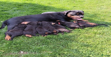 Rottweiler honden - Advertentie 7