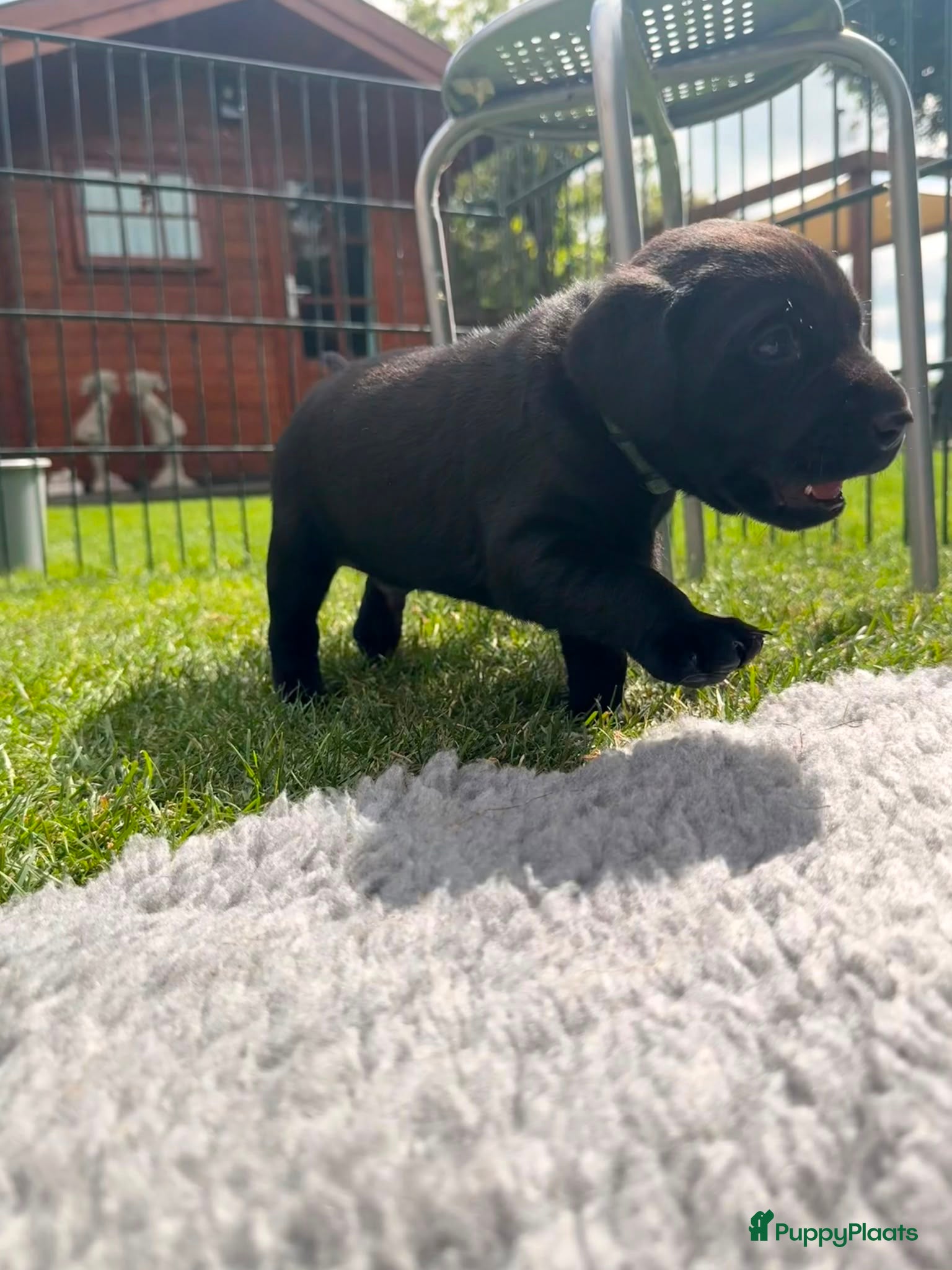 Labrador Retriever honden Fieldtrial labrador pups - Advertentie 9