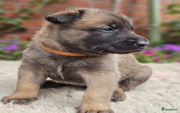 Mechelse Herder honden te koop: Puppy's Mechelse herder - mogen naar nieuw huisje - Afbeelding 10