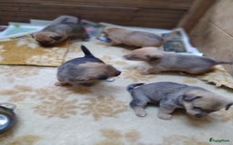 Kruising honden te koop: Jack Russell terriër kruising met pomeriaan reu in Eemnes - Afbeelding 17
