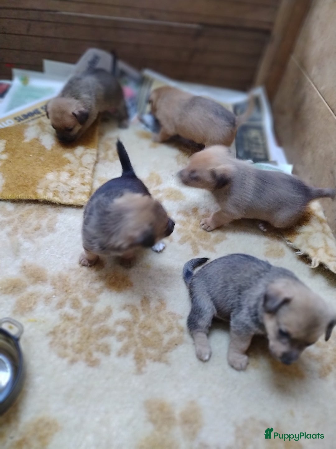 Kruising honden te koop: Jack Russell terriër kruising met pomeriaan reu in Eemnes - Afbeelding 17