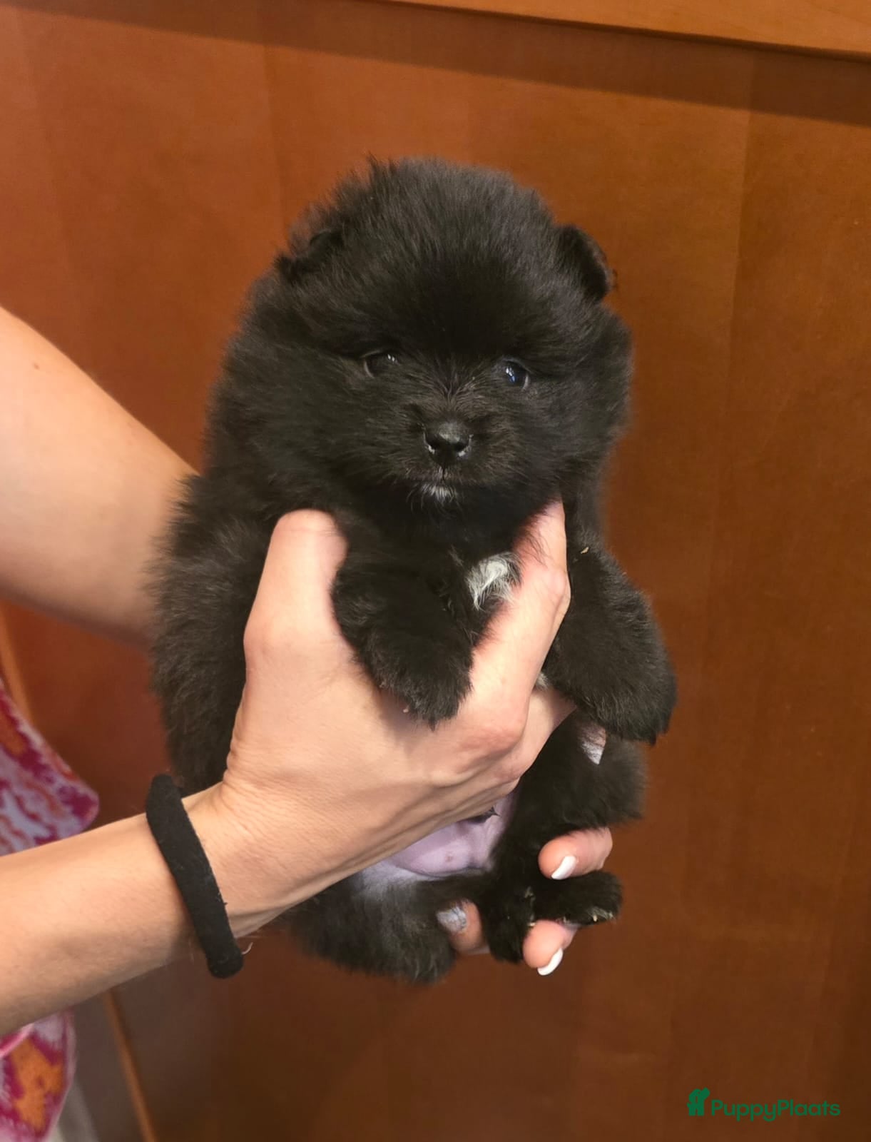 Pomeriaan honden Mooie Mini Pomeriaan pups - Advertentie 17