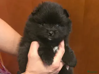 Pomeriaan honden Mooie Mini Pomeriaan pups - Advertentie 17