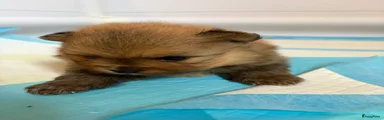 Pomeriaan Puppy 2