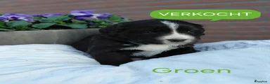 Kruising Puppy 6