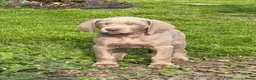 Weimarse Staande Hond korthaar honden te koop: Mooie Weimaraner pups - Advertentie 5