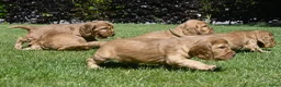 Engelse Cocker Spaniel honden te koop: Speelse Engelse Cocker Spaniel pups - Advertentie 10