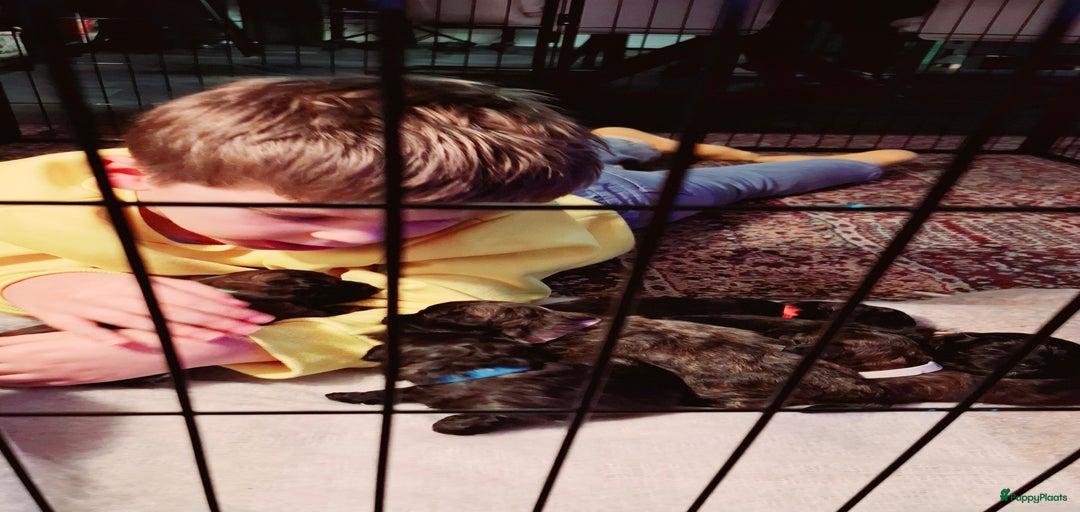 Galerij afbeelding {{count}}