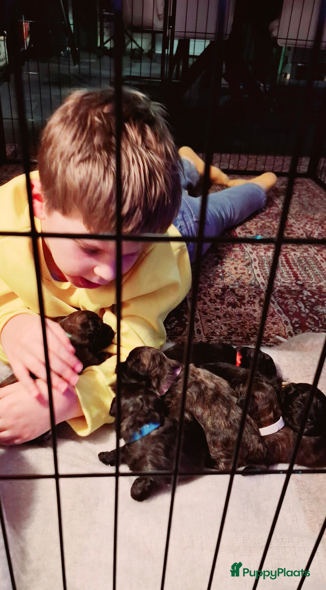 Galerij afbeelding {{count}}