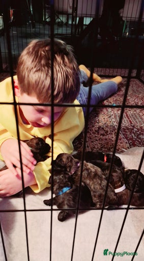 Galerij afbeelding {{count}}