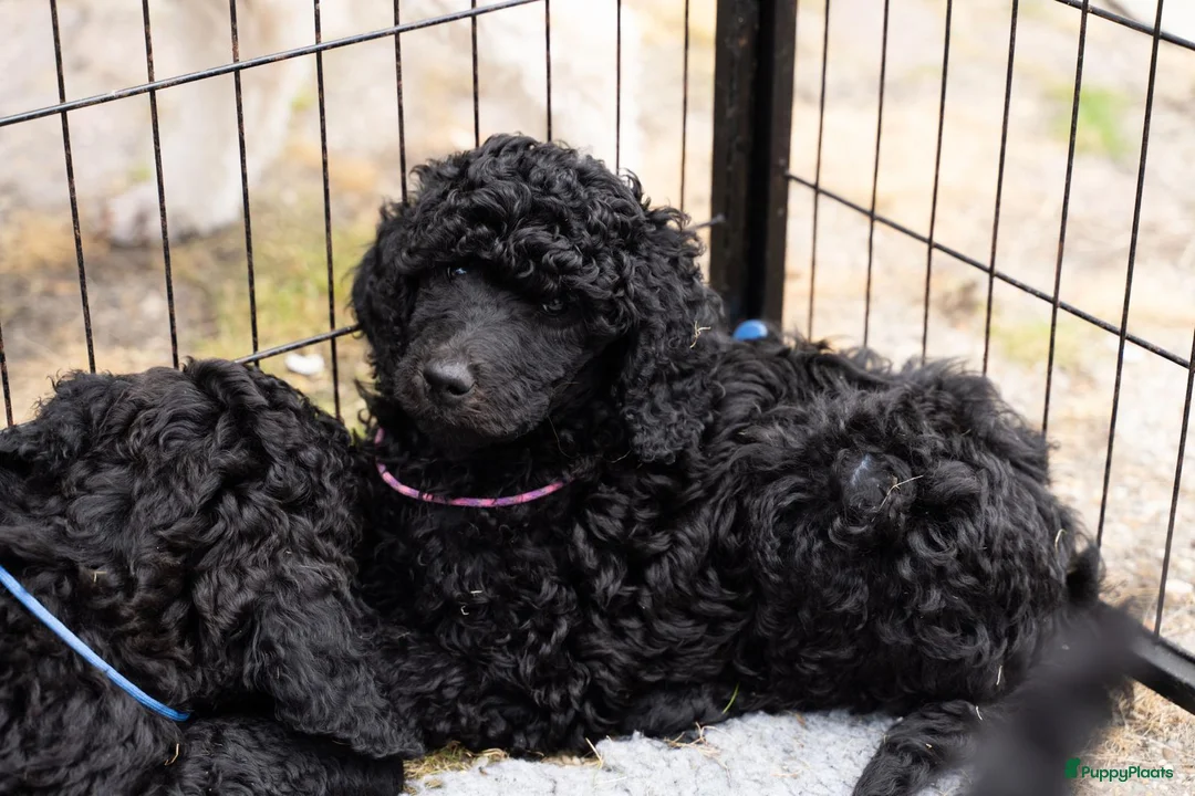 Poedel honden te koop: Grote poedel fci stamboom in Geldrop - Advertentie 2