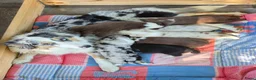 Australian Shepherd honden te koop: Australian sheperd pups - Advertentie 1