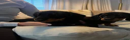 Teckel (korthaar)  honden te koop: Lief gladharig en ruwharig black and tan reutje - Advertentie 5