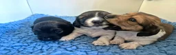 Teckel (langhaar) honden te koop: Dwergteckel laanghaar pups - Advertentie 13