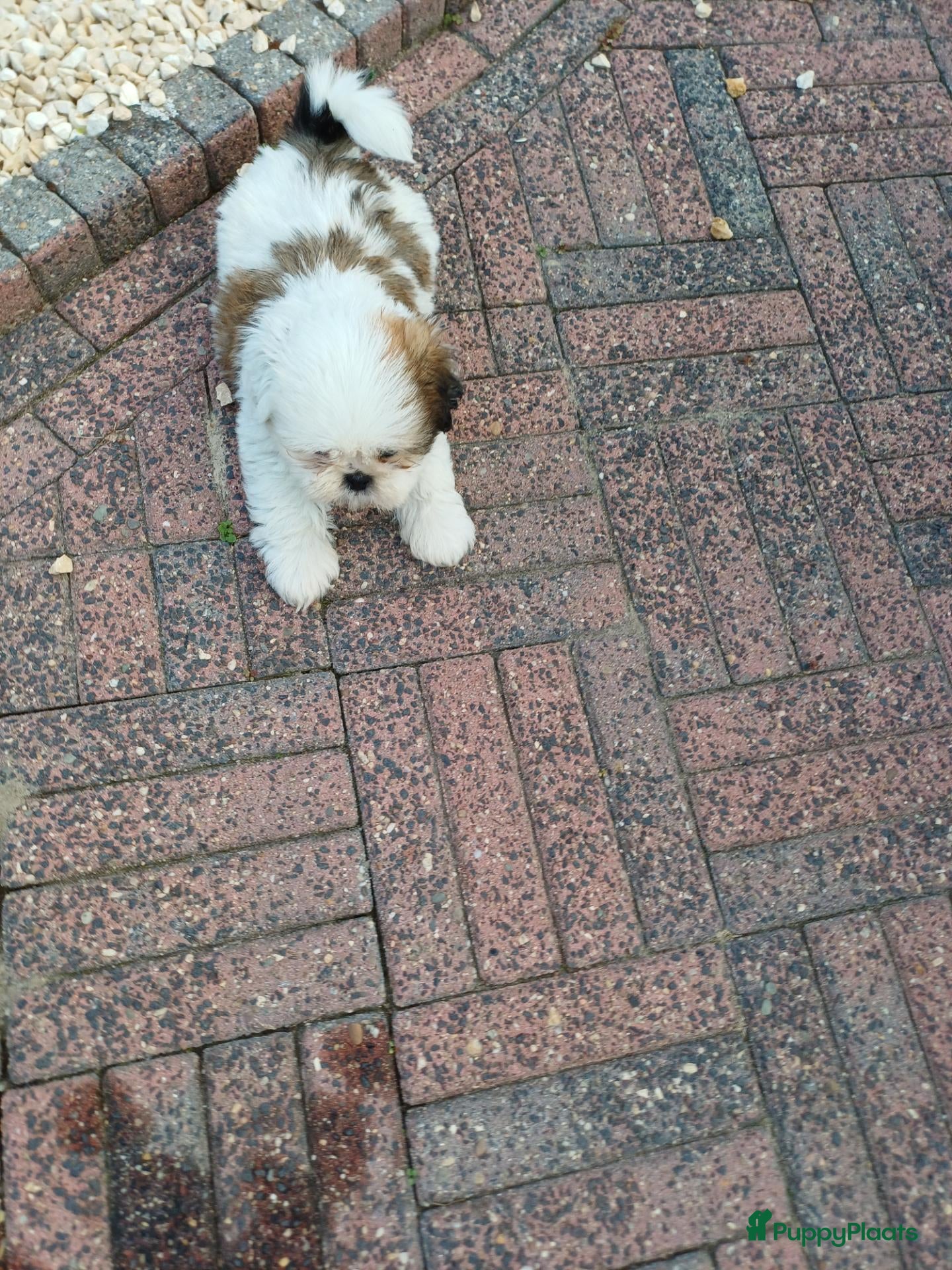 Shih Tzu honden Lieve leuke raszuiver shih tzu pups - Advertentie 3