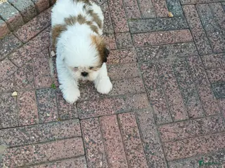 Shih Tzu honden Lieve leuke raszuiver shih tzu pups - Advertentie 3