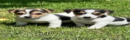 Jack Russel Terriër honden te koop: Jack Russell pups - Advertentie 2
