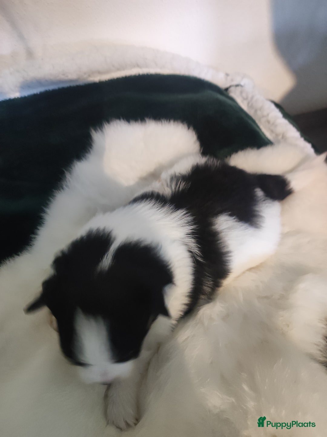 Maltipoo honden te koop: Prachtige pups maltipoo-pomerian in Helmond - Afbeelding 15